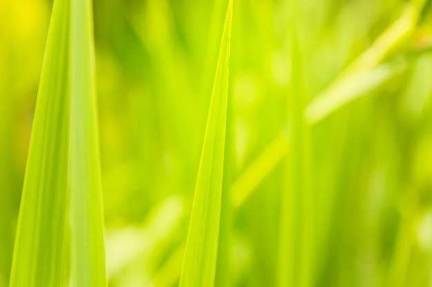 Vista della foglia verde su sfondo sfocato