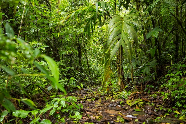 View of green lush rainforest in costa rica