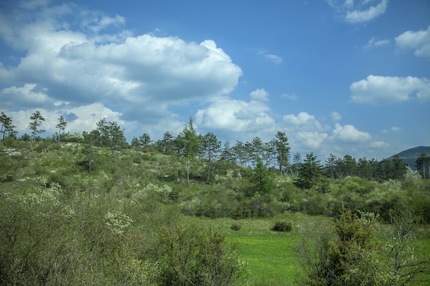 Вид на зеленую природу весной под голубым небом