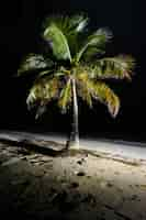 Foto gratuita view of green palm tree species with beautiful foliage