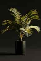 Free photo view of green palm tree species with beautiful foliage