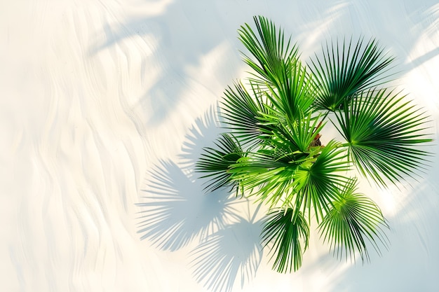 Foto gratuita veduta di specie di palme verdi con bellissime foglie