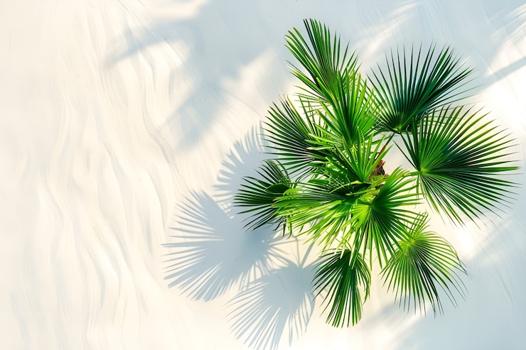 Free Photo view of green palm tree species with beautiful foliage