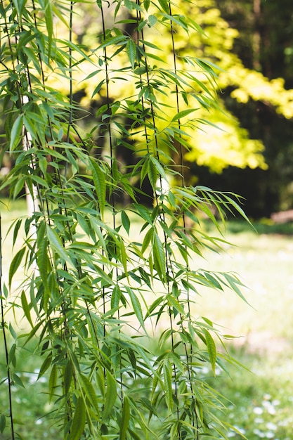 View of green plant with leaves