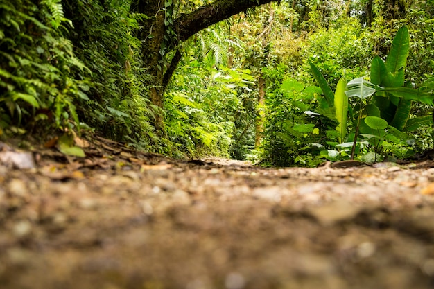 Вид на зеленый тропический лес в сезон дождей