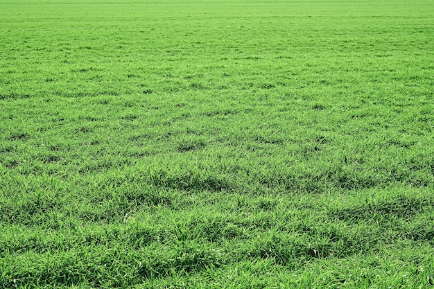 Вид на зеленое весеннее поле с сочной травой и солнечным светом с копией пространства. Натуральные зеленые растения ландшафта, экология пространства, забота о природе. Идея свежих обоев в качестве фона