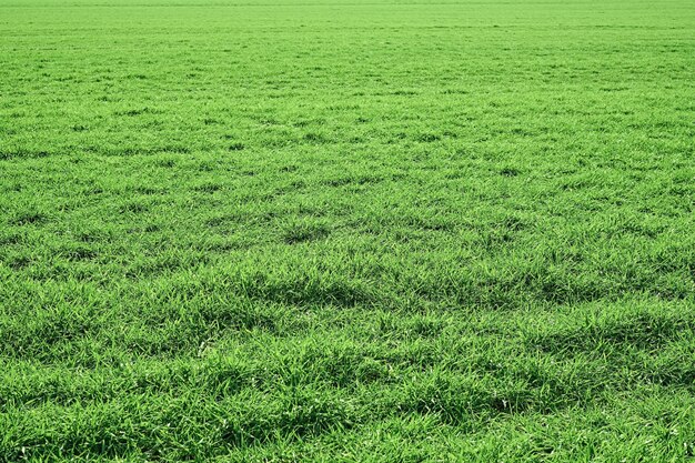 View of a green spring field with lush grass and sunlight with copy space. Natural green plants of the landscape, ecology of space, care for nature. Idea of fresh wallpaper as background