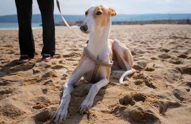 ビーチでのグレイハウンド犬の眺め