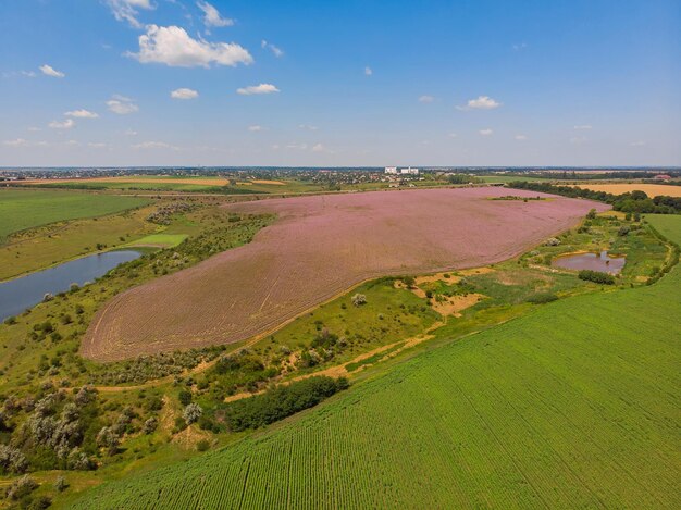 View of a landscape with lavender field