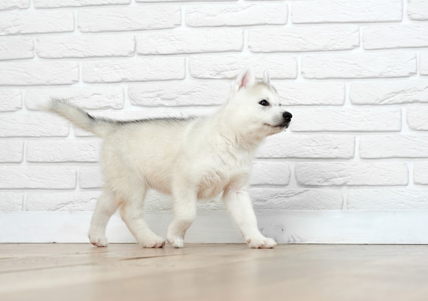 Взгляд маленького щенка хаски, с голубыми глазами, играя и бегая, уходя. Сибирская собака с пушистой шерстью, позирует на фоне белого кирпича. Забавный питомец.