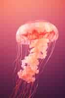 Free photo view of majestic jellyfish in the ocean