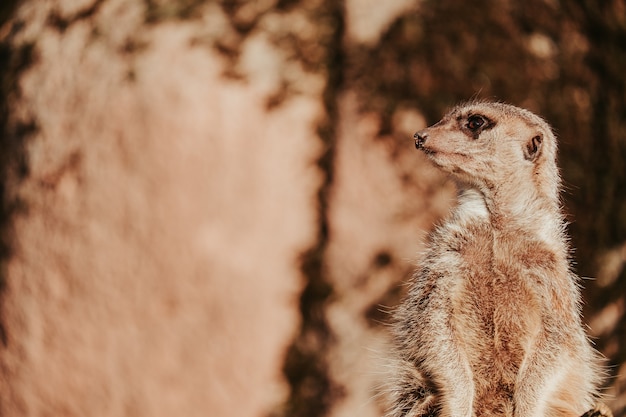 View of meerkat on lookout in the zo