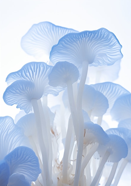 View of mono color mushrooms