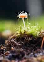 Free photo view of mushrooms growing in nature