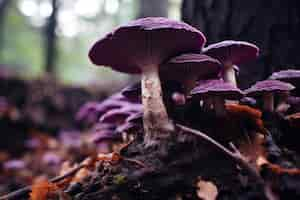 Free photo view of mushrooms in nature