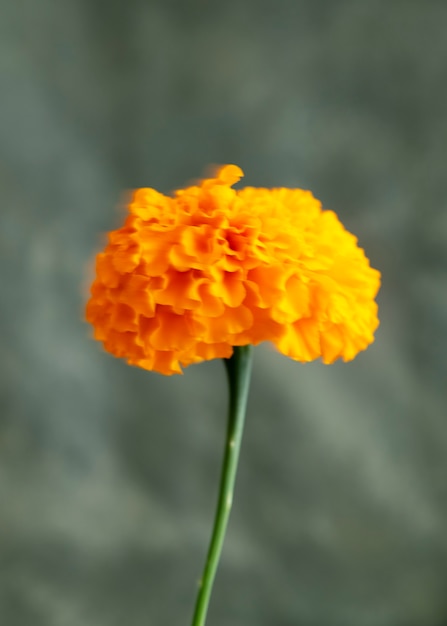 Free photo view of natural blurry flower