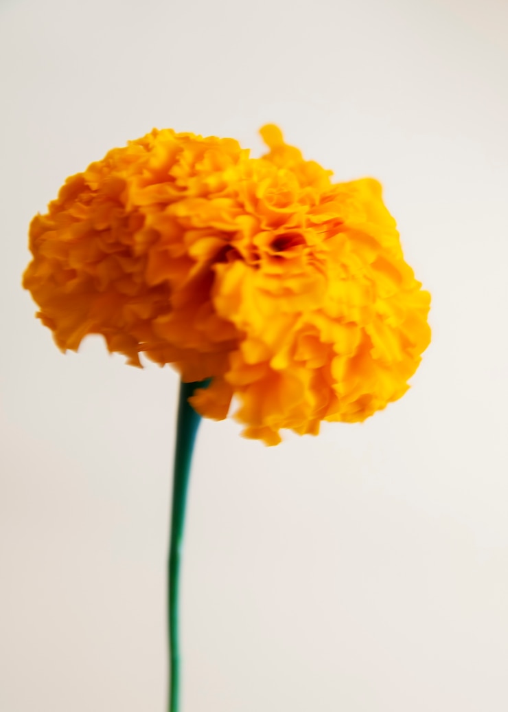 無料Photo 自然なぼやけた花の眺め