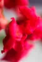 Free photo view of natural blurry flower