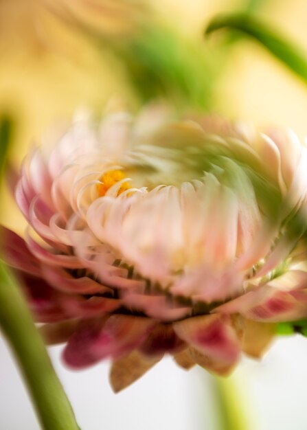 View of natural blurry flower