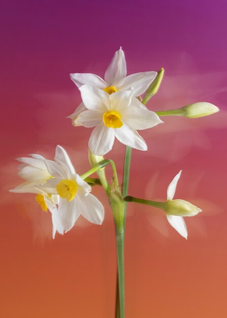 View of natural blurry flowers