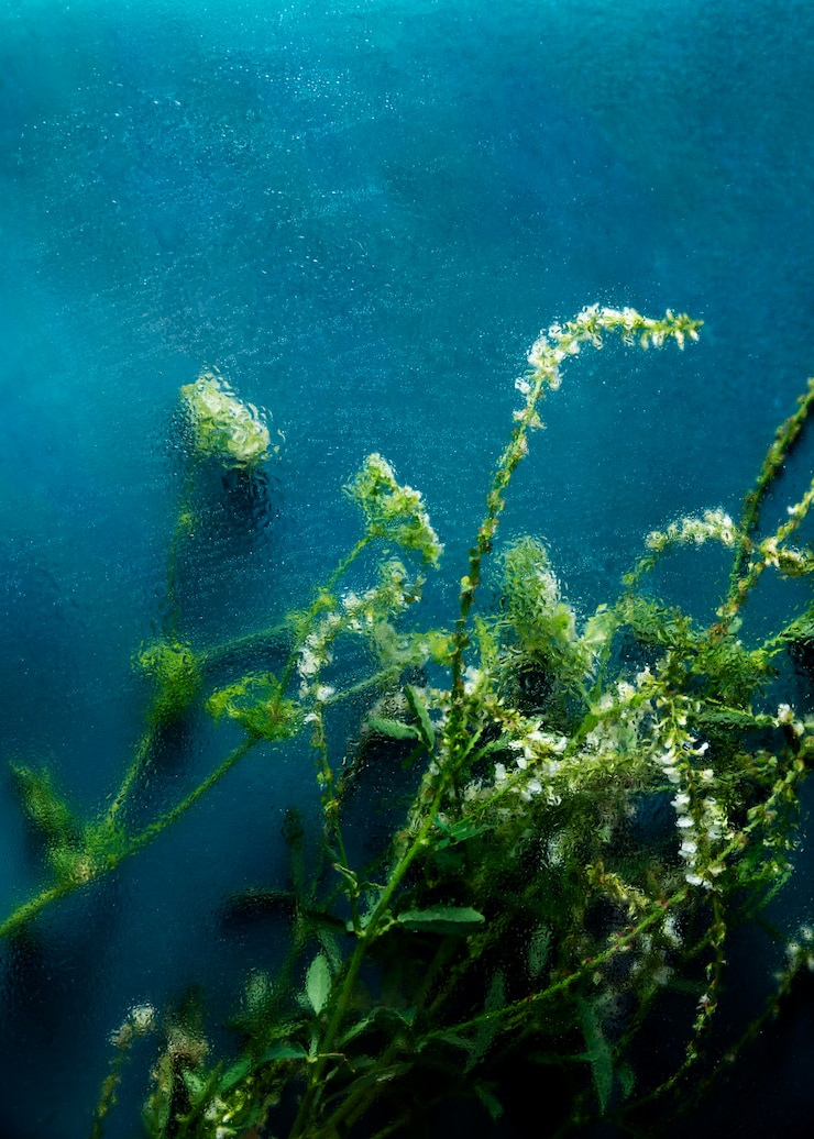 무료 Photo 자연 흐릿한 꽃의 보기