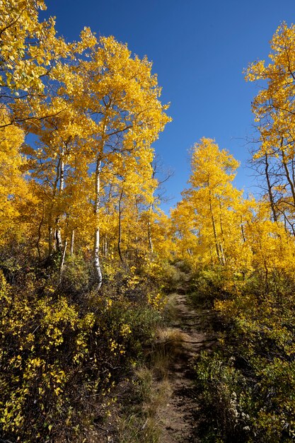 View of nature vegetation of usa