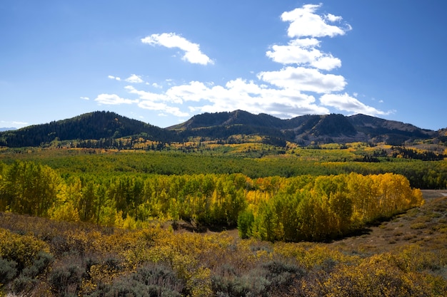 View of nature vegetation of usa