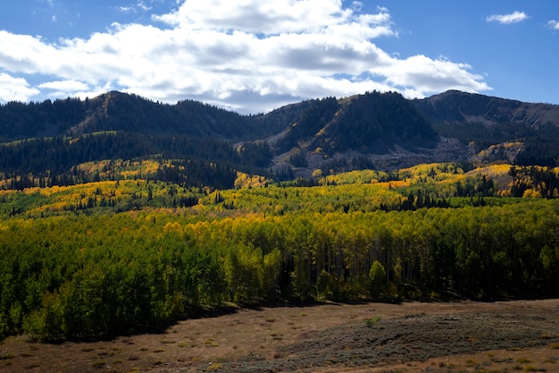 View of nature vegetation of usa