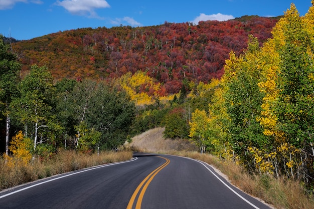 View of nature vegetation of usa