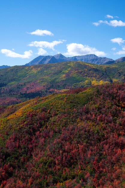 View of nature vegetation of usa