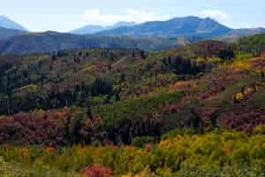 Foto gratuita vista della vegetazione naturale degli stati uniti