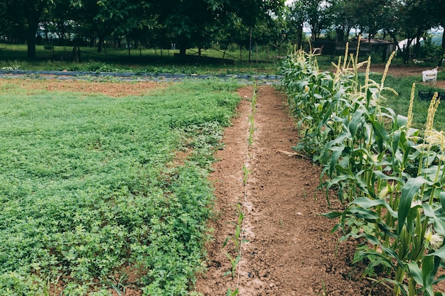 View of nice farm