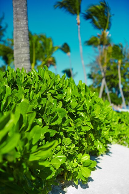 Вид красивый тропический зеленый красочный с кокосовыми пальмами с голубым небом
