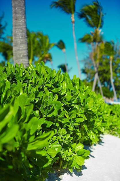 View of nice tropical green colorful with coconut palms with blue sky