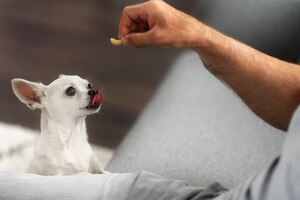view of adorable chihuahua dog getting some treats at home