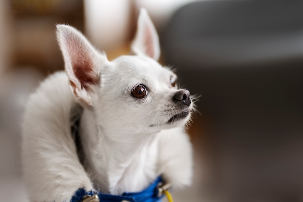 無料写真 愛らしいチワワ犬の眺め