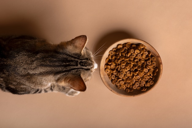 無料写真 ボウルから食べ物を食べる猫の眺め