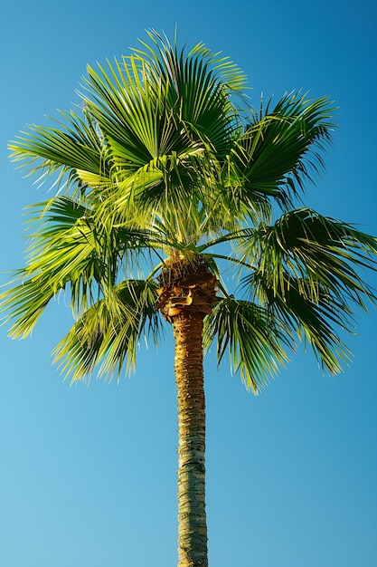 Бесплатное фото Вид зеленых видов пальмовых деревьев с красивой листвой