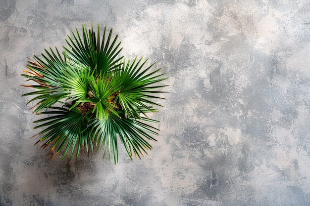 무료 사진 view of green palm tree species with beautiful foliage