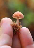 Бесплатное фото Вид гриба с человеческой рукой