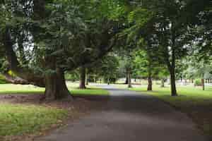 Бесплатное фото Вид деревьев в парке