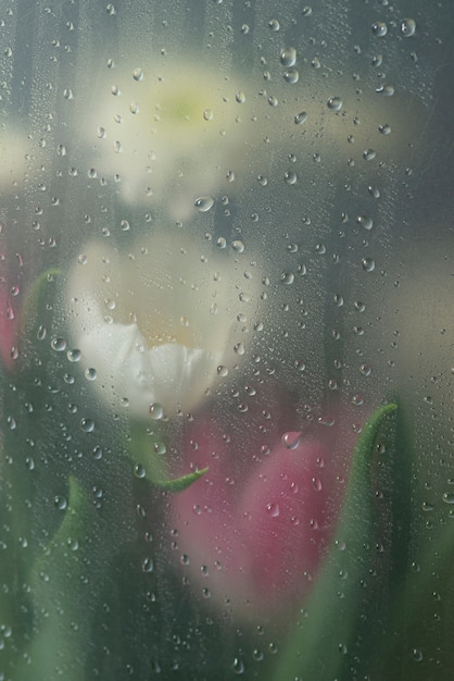 無料写真 凝縮されたガラスの後ろのチューリップの花のビュー
