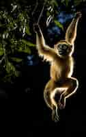 Бесплатное фото Дикая обезьяна-гиббон на дереве