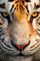 Бесплатное фото Вид дикого тигра в природе
