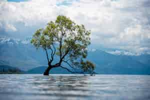 Free photo view of an old tree in a lake with the snow-covered mountains in the on a cloudy day