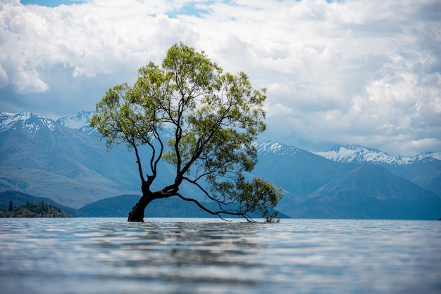 Free Photo view of an old tree in a lake with the snow-covered mountains in the on a cloudy day