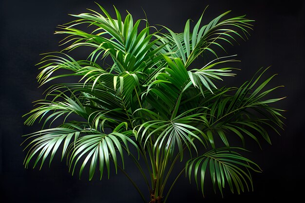 View of palm tree species with green foliage