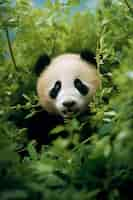 Free photo view of panda bear in nature