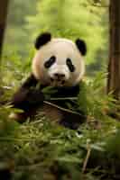 Free photo view of panda bear in nature