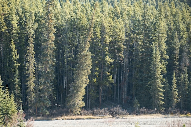 Foto gratuita vista sui pini